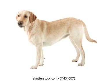 Cute Labrador Retriever On White Background