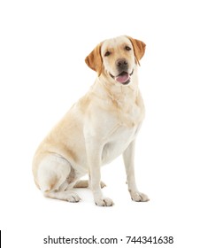 Cute Labrador Retriever On White Background