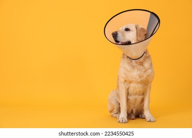 Cute Labrador Retriever with protective cone collar on orange background. Space for text