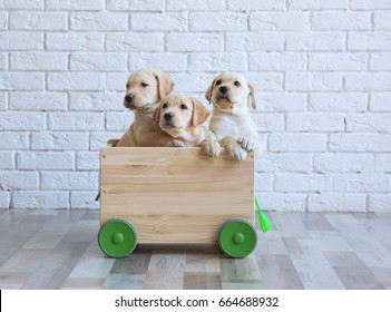 Labrador Retriever Puppy Images Stock Photos Vectors Shutterstock