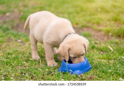 Cute Labrador Retriever Puppy Eating From Bowl In The Garden