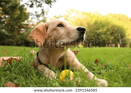 Cute Labrador Retriever puppy playing with ball on green grass in park, space for text