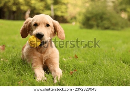 Cute Labrador Retriever puppy playing with ball on green grass in park, space for text