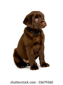 Cute Labrador Retriever puppy posing, isolated background