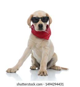 cute labrador retriever puppy wearing sunglasses and red bandana sitting on white backgrorund