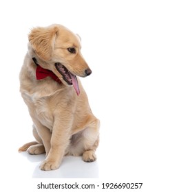 cute labrador retriever puppy wearing red bowtie, sticking out tongue and panting, looking to side and sitting isolated on white background in studio