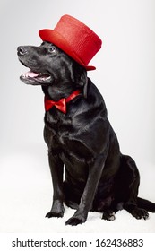 cute labrador in top hat and bow tie