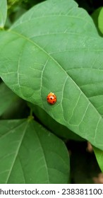 cute ladybug crawling on a green leaf