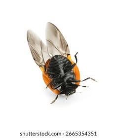 Cute ladybug lying upside down on white background