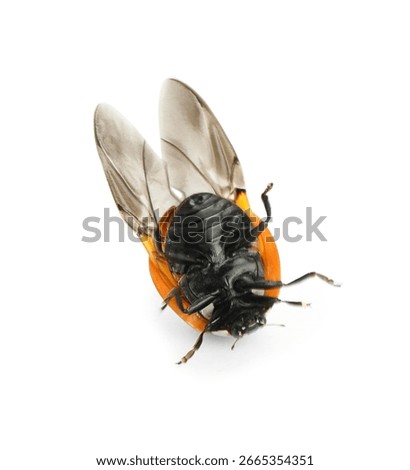 Cute ladybug lying upside down on white background