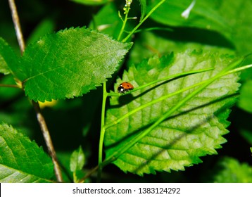 Cute ladybug on the leaf