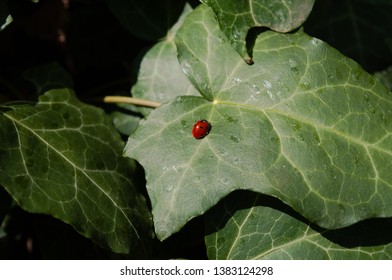 Cute ladybug on the leaf