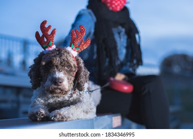 Cute Lagotto Romagnolo Dog With Reindeer Ears