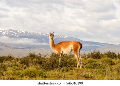 Cute Lama On A Hill In Patagonia, Chile