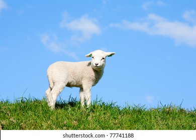 Cute lamb