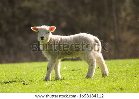 Cute lamb in a meadow in spring