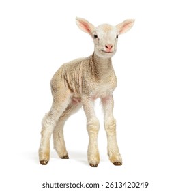 Cute lamb standing and looking at camera, isolated on white background, two days old