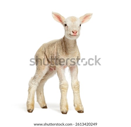 Cute lamb standing and looking at camera, isolated on white background, two days old