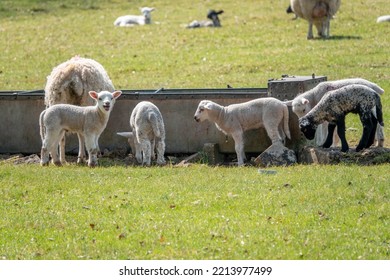 Cute Lambs By Feed Trough