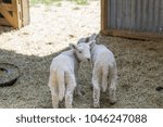 cute lambs inside the barn