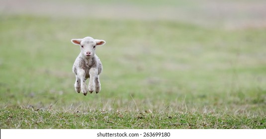 cute lambs on field in spring - Shutterstock ID 263699180