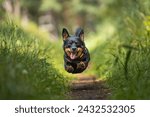 Cute Lancashire Heeler dog in the nature
