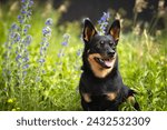 Cute Lancashire Heeler dog in the nature