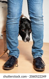 Cute Large Dog With Black Face Tries To Hide Behind The Legs Of A Person