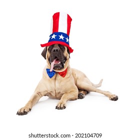 A Cute Large Mastiff Dog Laying Against A White Backdrop With His Tongue Hanging Out And Wearing A Sparkly Red, White And Blue Bow Tie And A Festive Tall Hat For The Fourth Of July