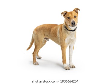 Cute Large Mixed Shepherd Breed Dog Standing Facing Side Over White Background.