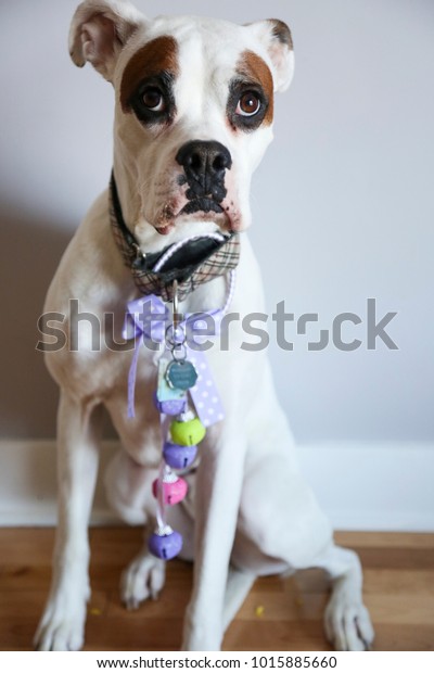 boxer dog dressed up