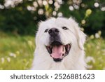 Cute large white dog front view portrait. Great Pyrenees dog with tounge out outdoors headshot. 