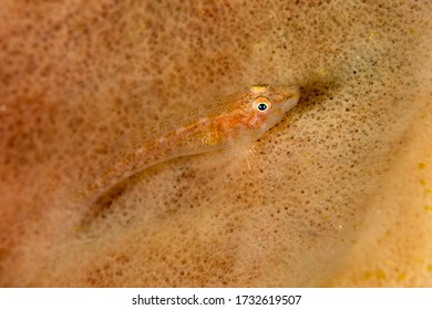 Cute Large-eye Pygmy Goby Fish