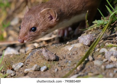 Cute Least Weasel