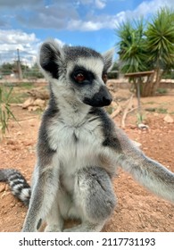 Cute Lemur Eyes See You