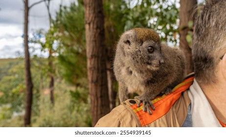 A cute lemur Hapalemur griseus  sits on a man's shoulder, head turned in profile. Big eyes, fluffy beige fur, long fingers on paws. Close-up. A soft background. Madagascar. Lemur Island. Nosy Soa Park - Powered by Shutterstock