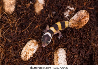 Cute Leopard Gecko Hatching Of Egg. Little Lizard (Eublepharis Macularius).