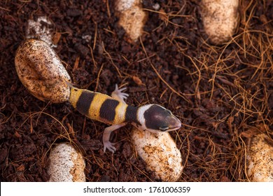 Cute Leopard Gecko Hatching Of Egg. Little Lizard (Eublepharis Macularius).