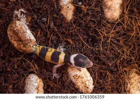 Cute leopard gecko hatching of egg. Little lizard (Eublepharis Macularius).