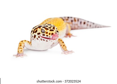 Cute Leopard Gecko Lizard With Tongue Out Licking Lips. Isolated On White.