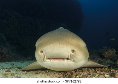 49 Cute nurse shark Images, Stock Photos & Vectors | Shutterstock