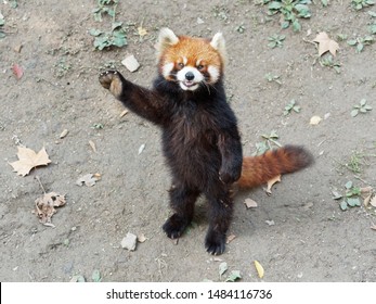 Cute lesser panda (red panda) standing with its legs and tail, waving paw to ask for food, acting like say hello, funny animal behavior.