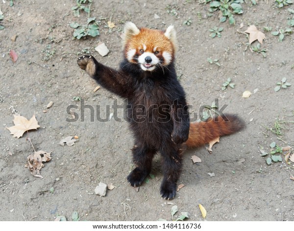 Cute lesser panda (red panda) standing with its\
legs and tail, waving paw to ask for food, acting like say hello,\
funny animal behavior.