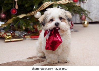 Cute Lhasa Apso Puppy At Christmas