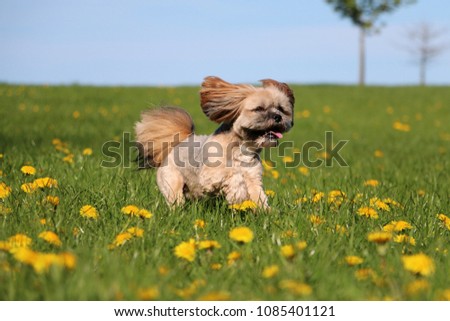 cute lhasa apso is running on a field with dandelions