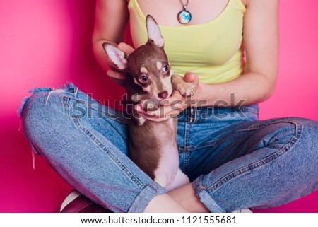 Cute light brown chihuahua dog sitting in pink living room setting
