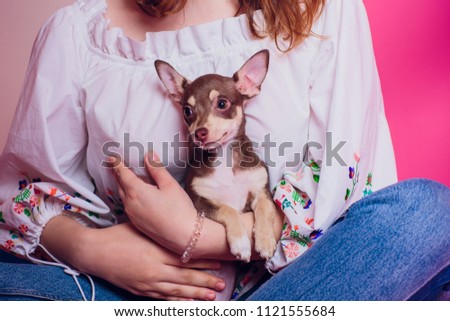 Cute light brown chihuahua dog sitting in pink living room setting