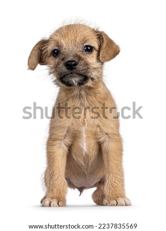 Cute light brown wire haired stray puppy dog, sitting up facing front. Looking towards camera. Isolated on a white background.