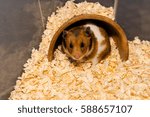 Cute liitle hamster