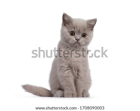 Cute lilac British Shorthair cat kitten, sitting facing front. Looking down beside camera with round brown eyes. isolated on white background.